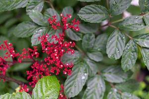 små röda blommor på buske av leea rubra eller röd leea planta. leea rubra eller leea indica burm foto