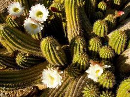 vit blommande pipestone-kaktus i tucson az foto