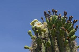 kaktus en flor