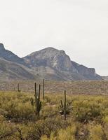 ökenlandskap - 1 kaktus, sagebrush med berg foto