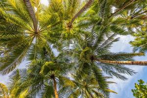tropisk kokospalm med skinande sol. idyllisk ön natur, sommar semester semester naturlig bakgrund. idyllisk utsikt foto