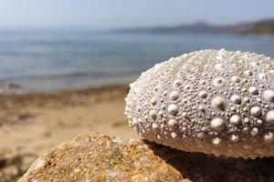 skal havet strand foto