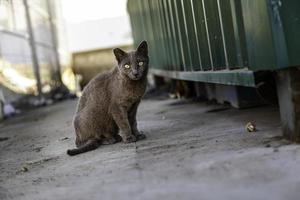 grå katt på gatan foto