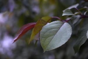 röd-gröna äppelblad på kvällen närbild foto