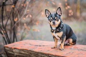 chihuahua hund tricolor svart vit brun. djur, husdjur. foto