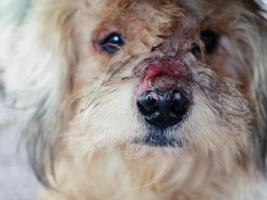 hunden har purulenta ärr på nosen. foto
