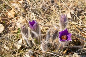 vårens första blommor på torrt gräs. vackra lila snödroppar växer i det torra gräset på våren. foto