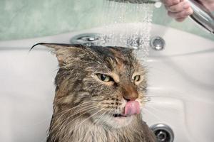 blöt katt i badet foto