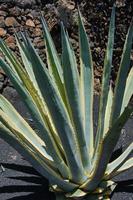 agave americana i solskenet foto