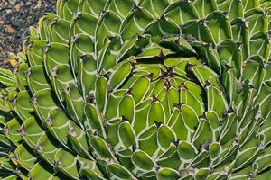 agave växt färgbild foto