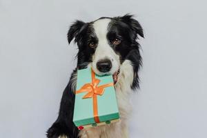 hundvalp border collie håller grön presentask i munnen isolerad på vit bakgrund. jul nyår födelsedag alla hjärtans firande nuvarande koncept. husdjurshund på semesterdagen ger gåva. Jag är ledsen. foto