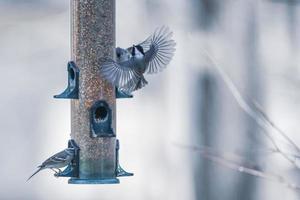 fåglar som matar och leker vid mataren foto