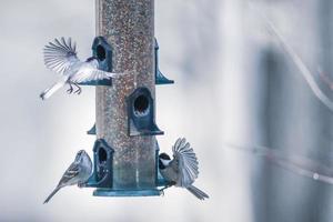 fåglar som matar och leker vid mataren foto