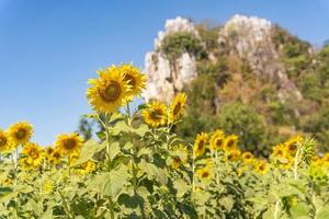fält av blommande gula solrosor under sommarsäsongen i solrosgård och andra blommor med ett berg i bakgrunden foto