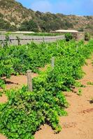 plantage, pantelleria