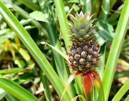 ananas fruktträd foto