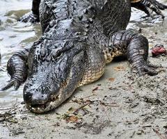 en vy av en aligator i florida foto