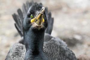 utsikt över en shagfågel foto