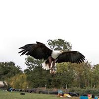 en vy av en afrikansk havsörn under flygning foto