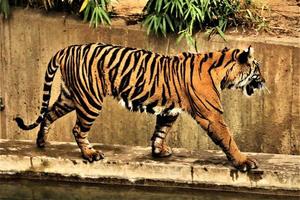 en närbild av en bengalisk tiger foto
