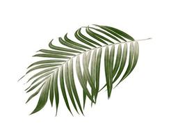 gröna blad av palmträd på vit bakgrund foto