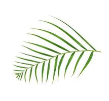 gröna blad av palmträd isolerad på vit bakgrund foto