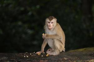 vilda apor slappar och äter på marken. i khao yai nationalpark, thailand foto