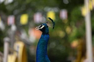 blå påfågel närbild foto