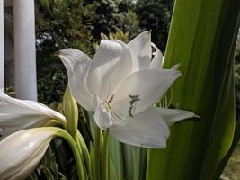 crinum blomma prydnadsväxt foto