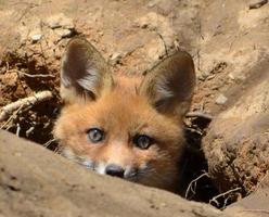 baby fox kit kikar ut ur hålan foto