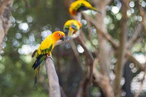 sun conure papegojor vacker papegoja på gren av träd foto
