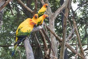 sun conure papegojor vacker papegoja på gren av träd foto