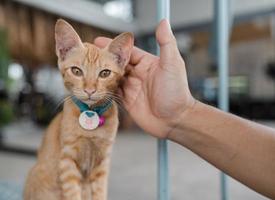 porträtt av en katt med en hand, närbild söt liten brun tabby katt med mänsklig hand rörande foto