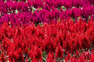 röd och magenta celosia blomma fält bakgrund foto