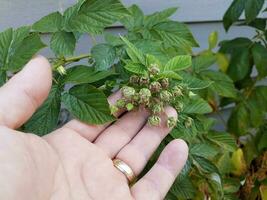 hand med guldring och hallonfruktplanta foto