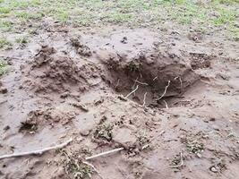 hål i smuts eller lera med rötter i trädgården foto