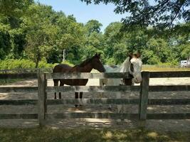 vit och brun häst och trä staket foto