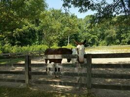 vit och brun häst och trä staket foto