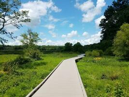 strandpromenad eller stig i ett träsk- eller våtmarksområde foto