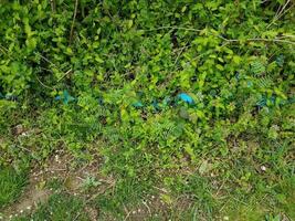 gröna växter med löv och blå målad linje foto
