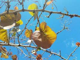 gröna blad med ägg och insekter som äter löv på träd i puerto rico foto