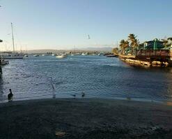 tranor, pelikaner, fiskar och båtar i la guancha i ponce, puerto rico foto