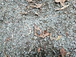 svart skalbagge insekt på löv och småsten eller stenar foto