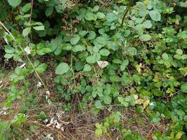 björnbärsrankor med gröna blad och bruna gräs foto