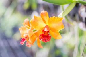 orange orkidé cattleya foto