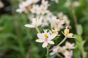 epidendrum orkidé eller rosa pärlorkidé foto