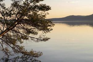 vackra grangrenar med reflektion på vattnet foto