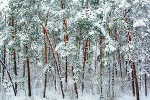 vinter skog bakgrund foto