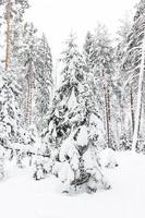 rysk vinterskog i snö foto
