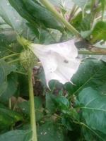 jimsonweed, tapeter, skönhetsblomma foto